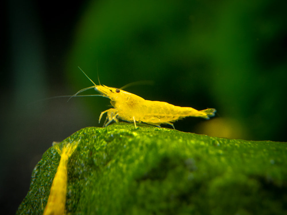 Golden Back Yellow Shrimp Breeder Combo Box