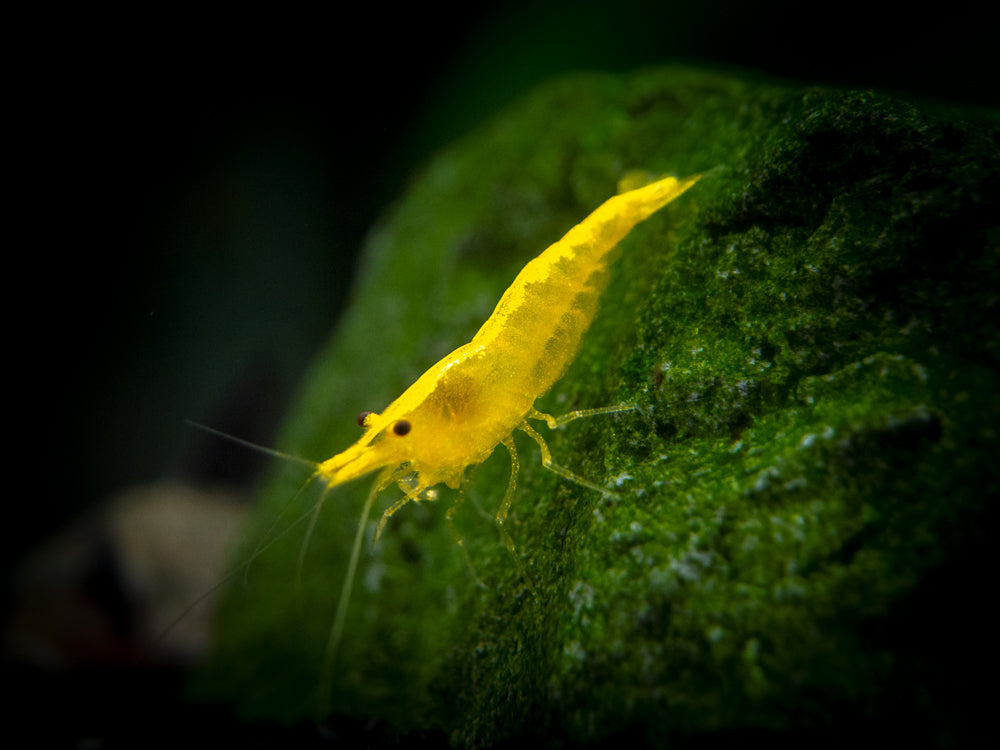 Golden Back Yellow Shrimp (Neocaridina davidi), Tank-Bred