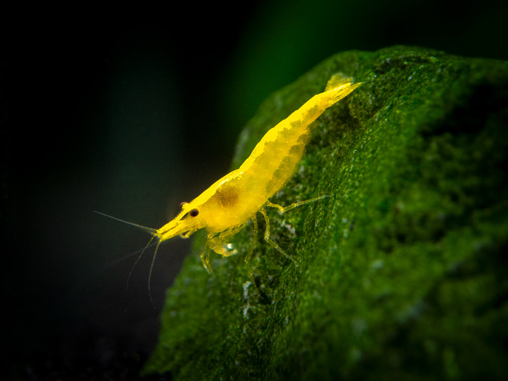 Golden Back Yellow Shrimp Breeder Combo Box