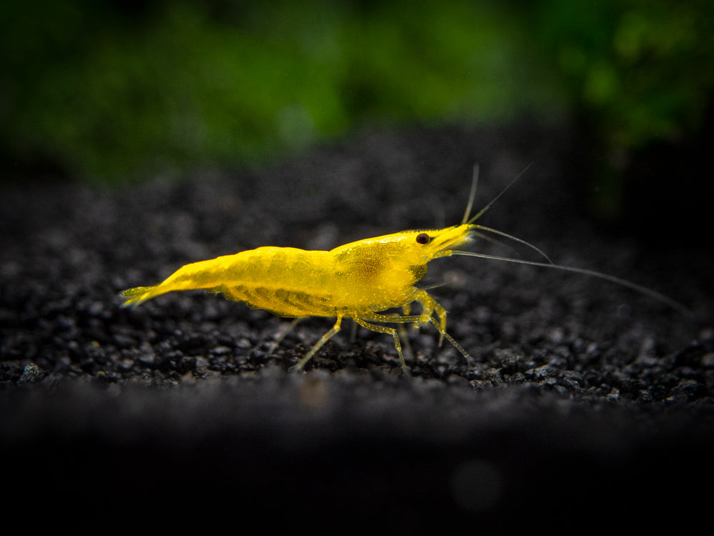 Golden Back Yellow Shrimp Breeder Combo Box