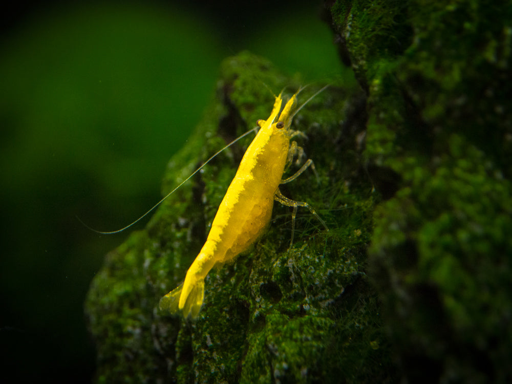 Golden Back Yellow Shrimp Breeder Combo Box