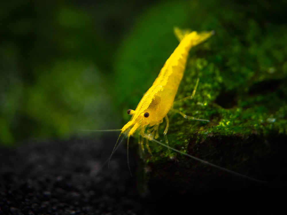 Golden Back Yellow Shrimp Breeder Combo Box