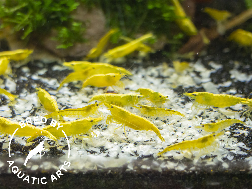 Golden Back Yellow Shrimp (Neocaridina davidi), BREDBY: Aquatic Arts