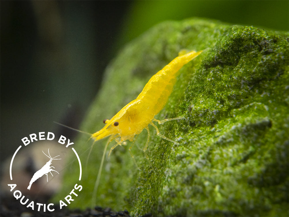 Golden Back Yellow Shrimp (Neocaridina davidi), BREDBY: Aquatic Arts