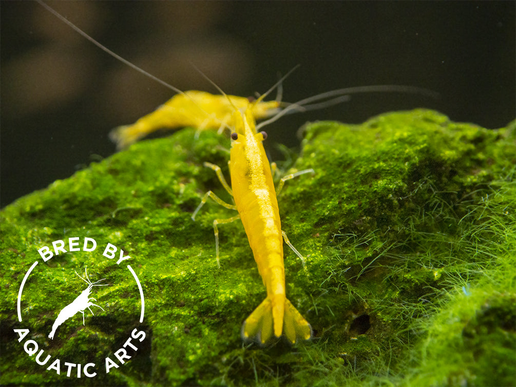 10+ Yellow Golden Back Neocaridina Shrimp - Freshwater Aquarium Shrimp For Beginners