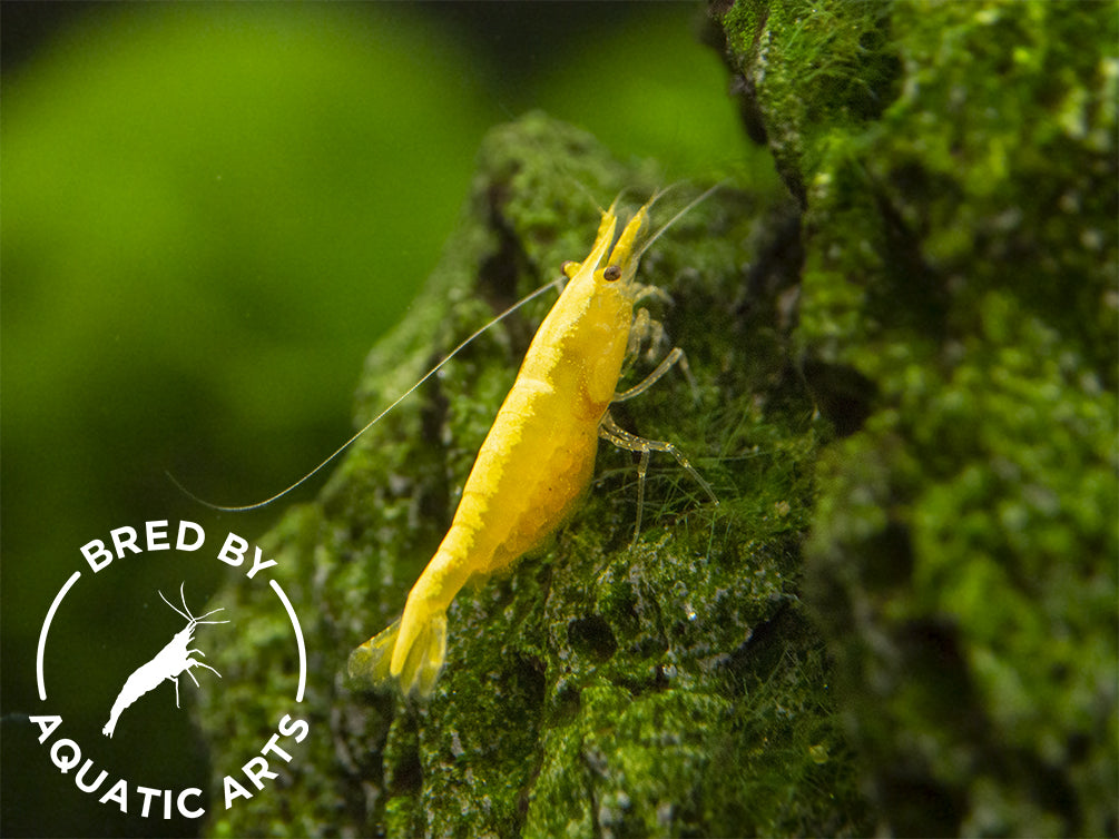 Golden Back Yellow Shrimp (Neocaridina davidi), BREDBY: Aquatic Arts