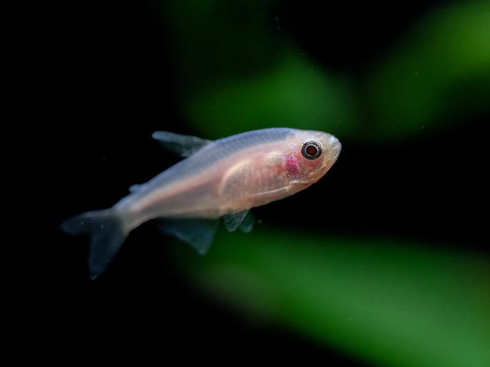 Golden Blue/Purple Emperor Tetra (Inpaichthys kerri) - Tank-Bred!