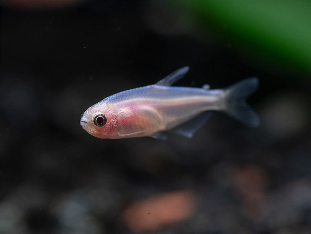 Golden Blue/Purple Emperor Tetra (Inpaichthys kerri) - Tank-Bred!