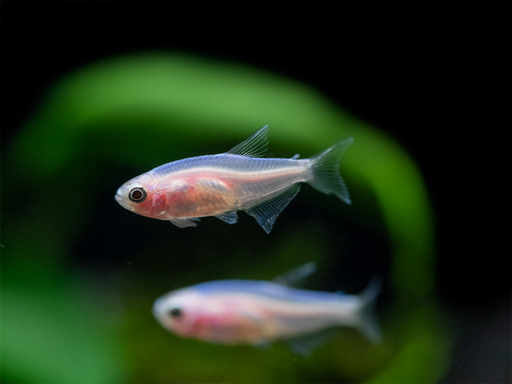 Golden Blue/Purple Emperor Tetra (Inpaichthys kerri) - Tank-Bred!