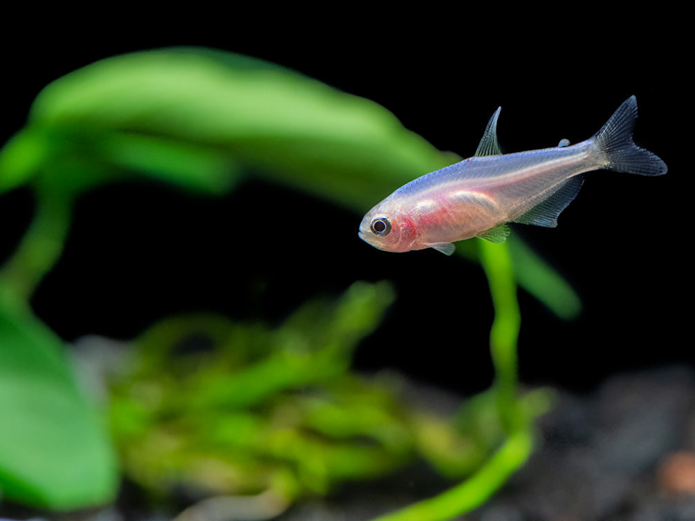 Golden Blue/Purple Emperor Tetra (Inpaichthys kerri) - Tank-Bred!