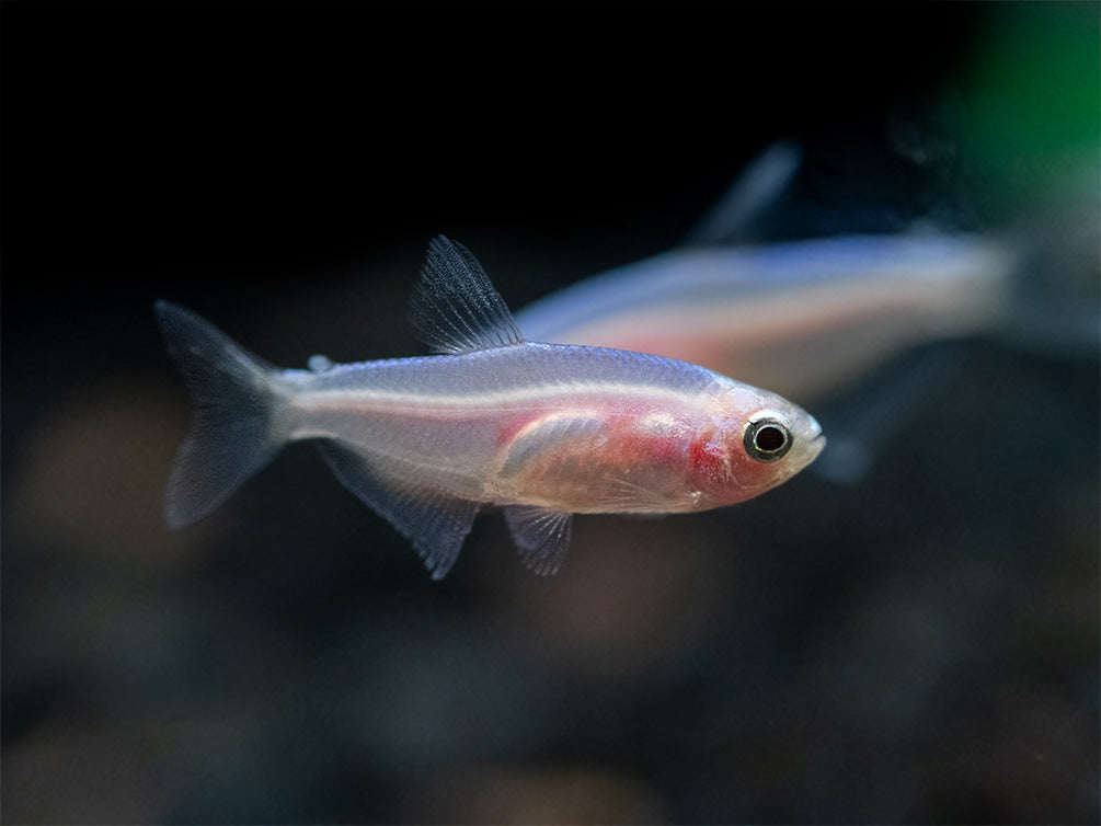 Golden Blue/Purple Emperor Tetra (Inpaichthys kerri) - Tank-Bred!