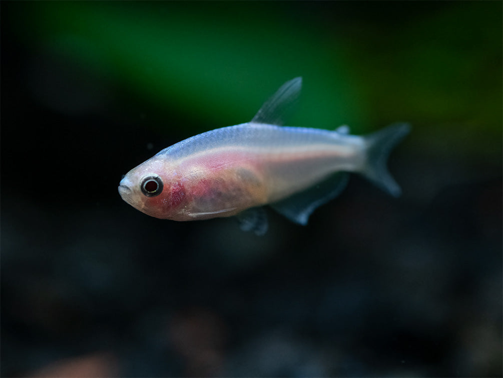 Golden Blue/Purple Emperor Tetra (Inpaichthys kerri) - Tank-Bred!