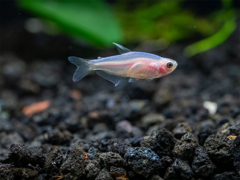 Golden Blue/Purple Emperor Tetra (Inpaichthys kerri) - Tank-Bred!