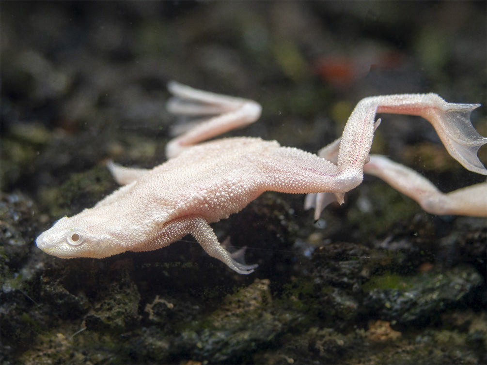 Golden Dwarf African Frog (Hymenochirus curtipes), Tank-Bred