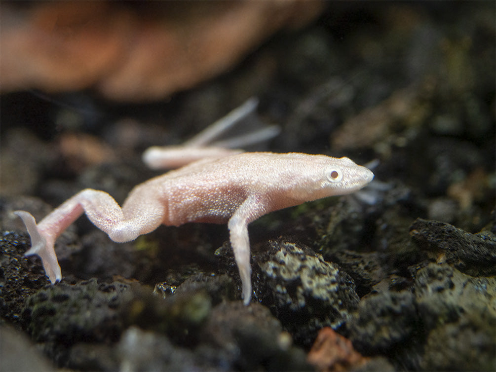 Golden Dwarf African Frog (Hymenochirus curtipes), Tank-Bred