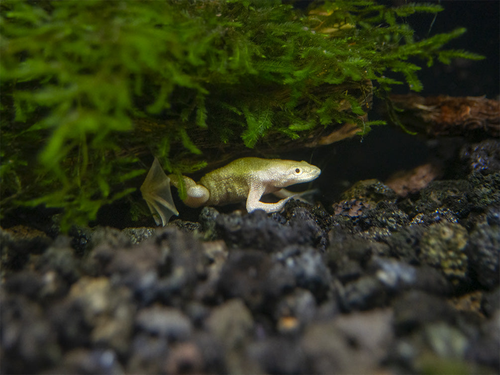 Golden Dwarf African Frog (Hymenochirus curtipes), Tank-Bred