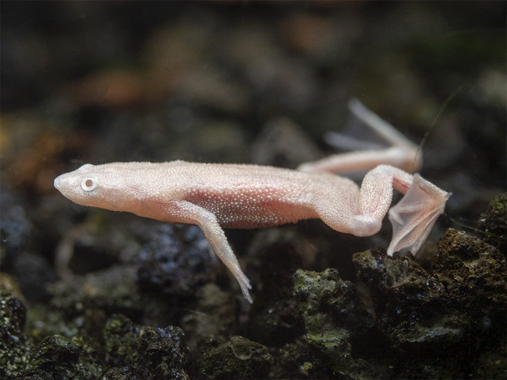 Golden Dwarf African Frog (Hymenochirus curtipes), Tank-Bred