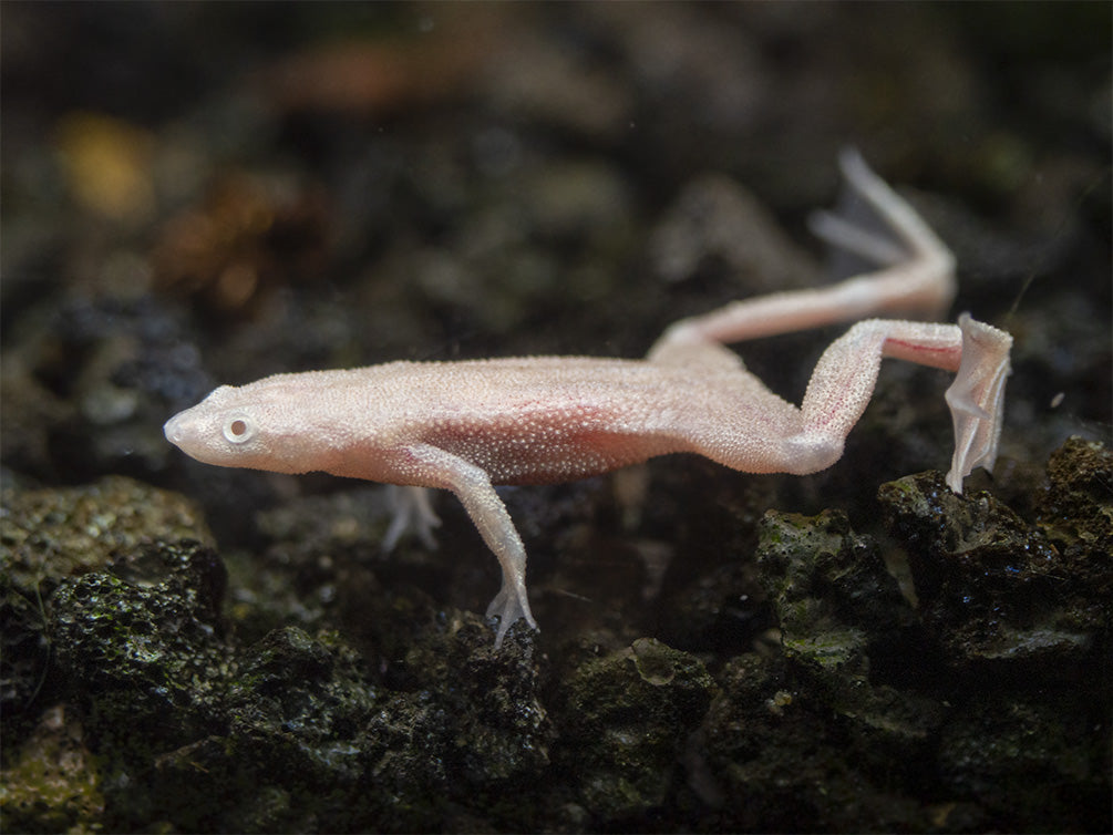 Golden Dwarf African Frog (Hymenochirus curtipes), Tank-Bred