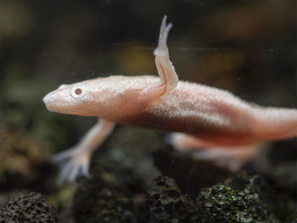 Golden Dwarf African Frog (Hymenochirus curtipes), Tank-Bred