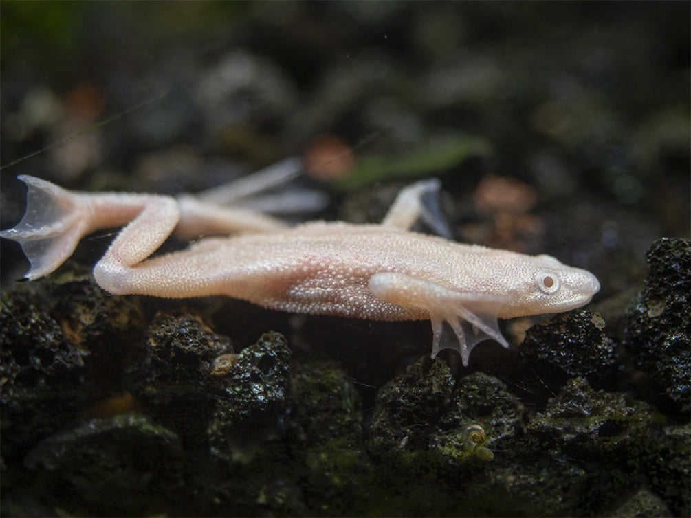 Golden Dwarf African Frog (Hymenochirus curtipes), Tank-Bred