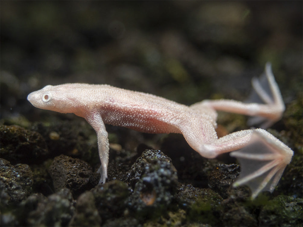 Golden Dwarf African Frog (Hymenochirus curtipes), Tank-Bred