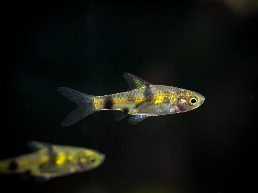 Golden Dwarf Barb (Pethia gelius), Tank-Bred!!!