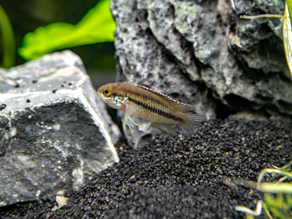 Golden Dwarf Cichlid (Nannacara anomala), USA-Bred!