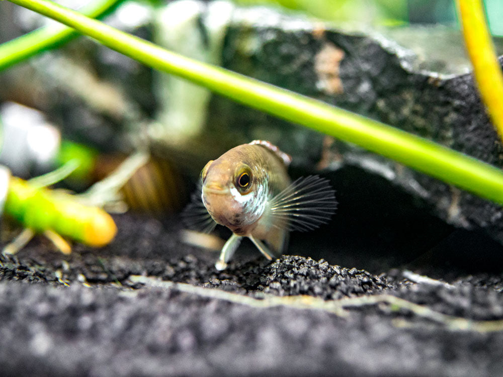 Golden Dwarf Cichlid (Nannacara anomala), USA-Bred!