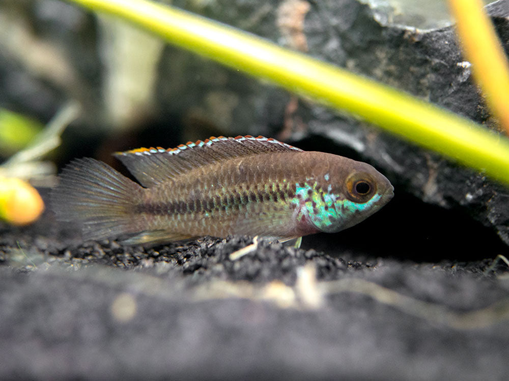 Golden Dwarf Cichlid (Nannacara anomala), USA-Bred!