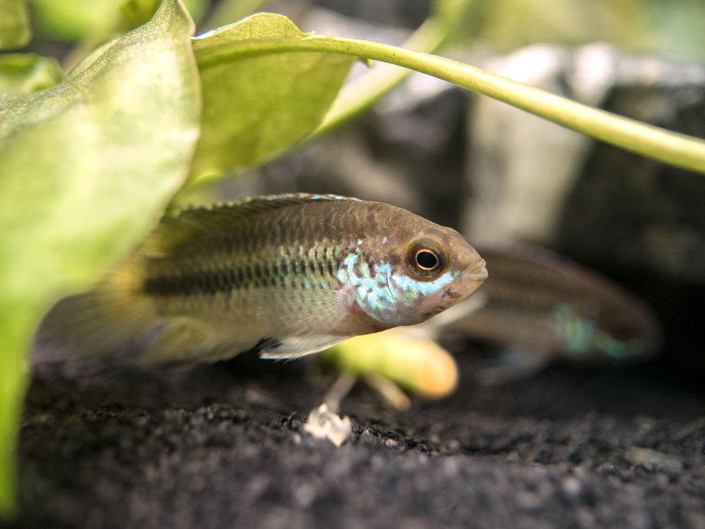 Golden Dwarf Cichlid (Nannacara anomala), USA-Bred!