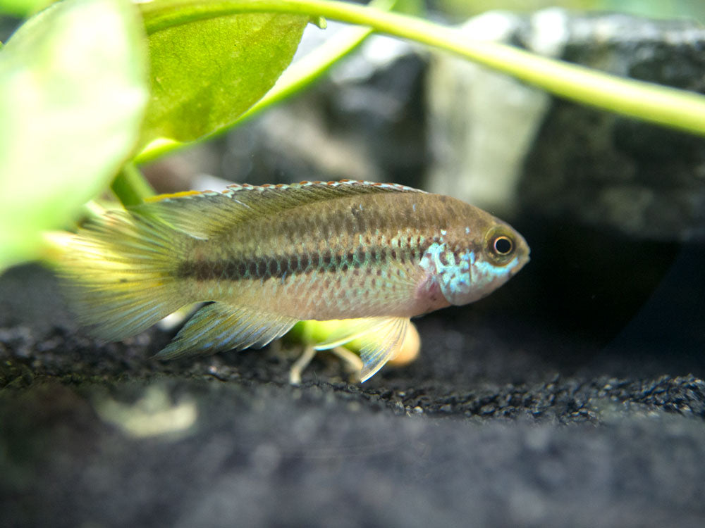 Golden Dwarf Cichlid (Nannacara anomala), USA-Bred!