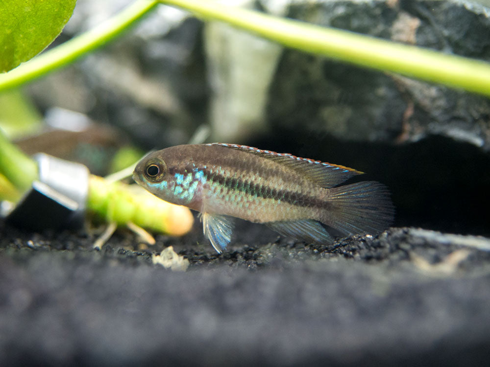 Golden Dwarf Cichlid (Nannacara anomala), USA-Bred!