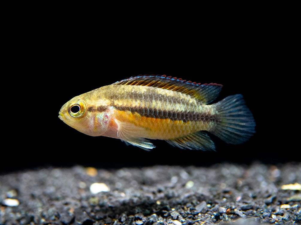 Golden Dwarf Cichlid (Nannacara anomala), USA-Bred!