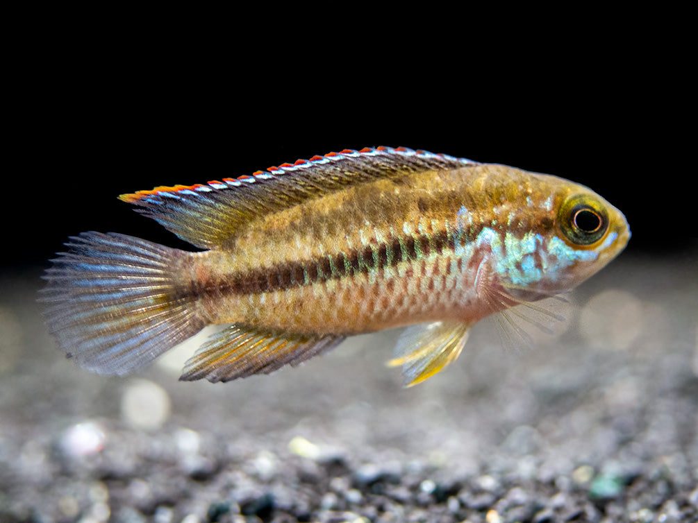 Golden Dwarf Cichlid (Nannacara anomala), USA-Bred!