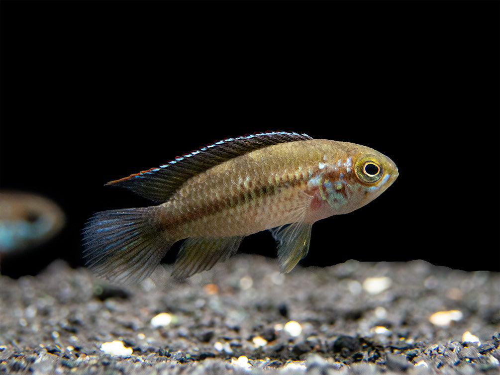 Golden Dwarf Cichlid (Nannacara anomala), USA-Bred!