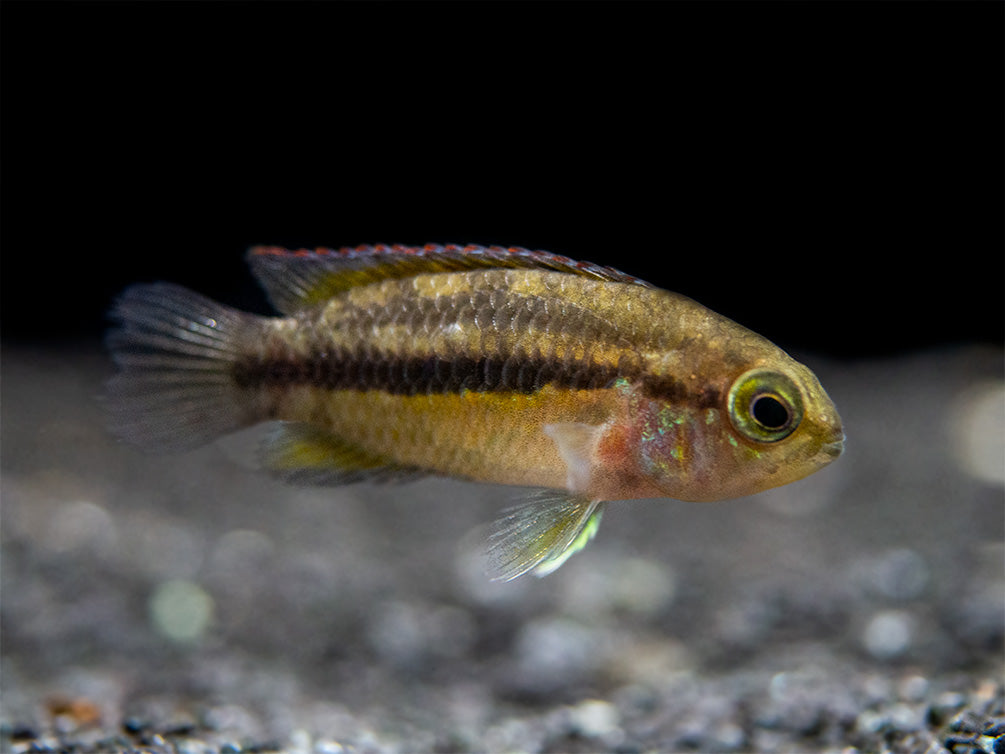 Golden Dwarf Cichlid (Nannacara anomala), USA-Bred!