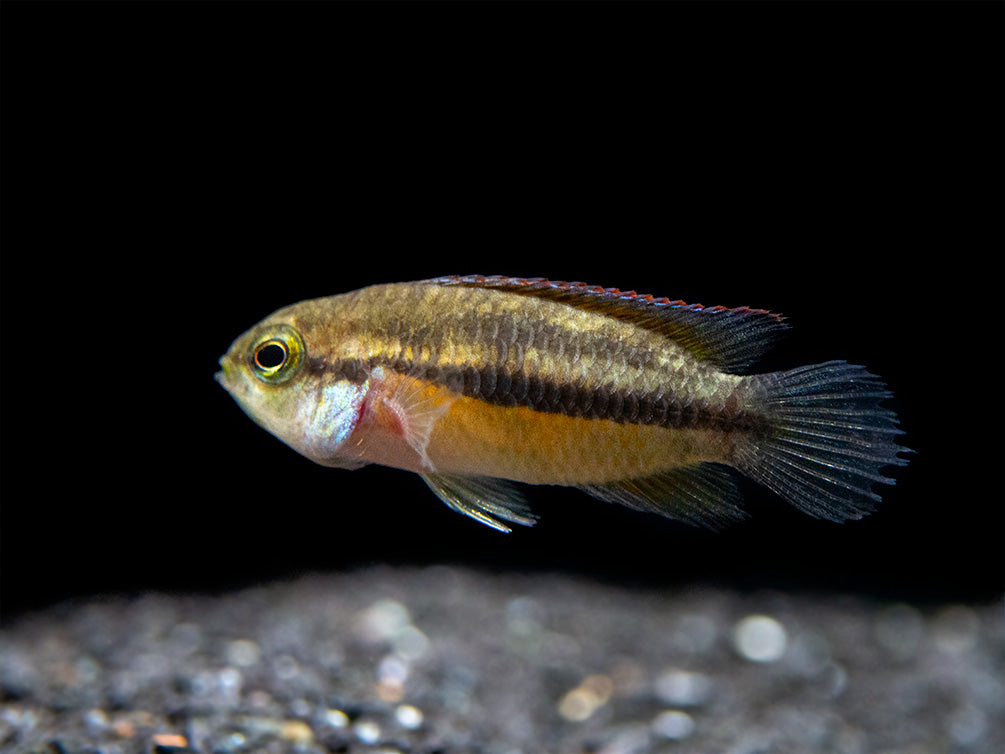 Golden Dwarf Cichlid (Nannacara anomala), USA-Bred!