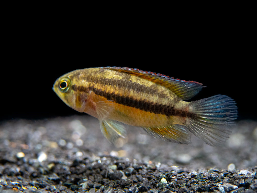 Golden Dwarf Cichlid (Nannacara anomala), USA-Bred!