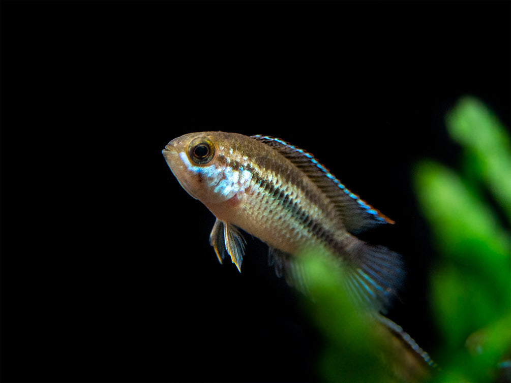 Golden Dwarf Cichlid (Nannacara anomala), USA-Bred!