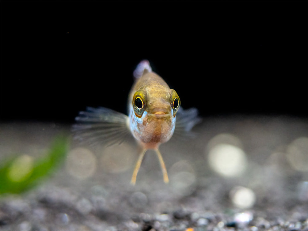 Golden Dwarf Cichlid (Nannacara anomala), USA-Bred!