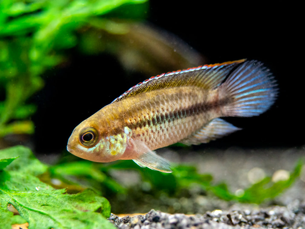 Golden Dwarf Cichlid (Nannacara anomala), USA-Bred!