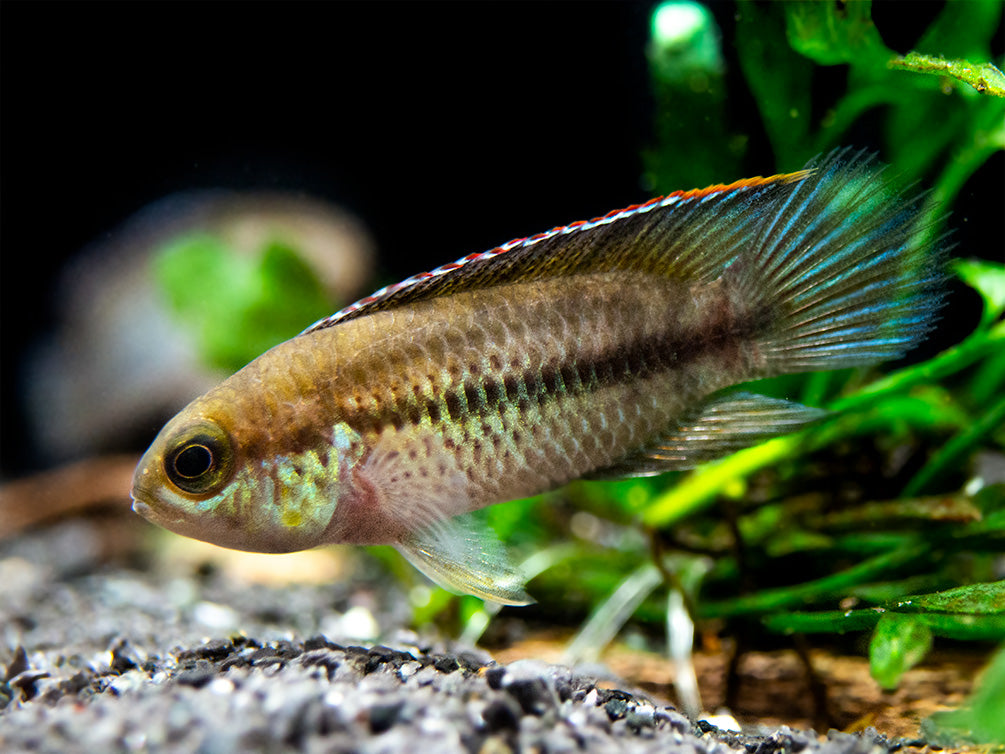 Golden Dwarf Cichlid (Nannacara anomala), USA-Bred!