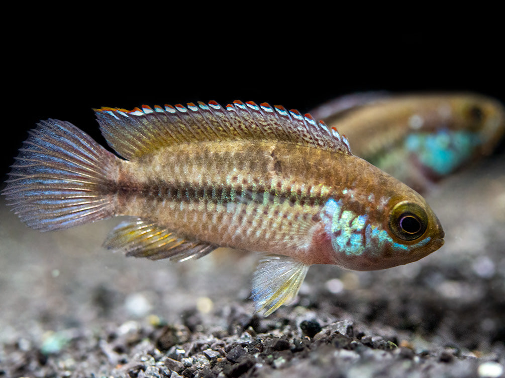 Golden Dwarf Cichlid (Nannacara anomala), USA-Bred!