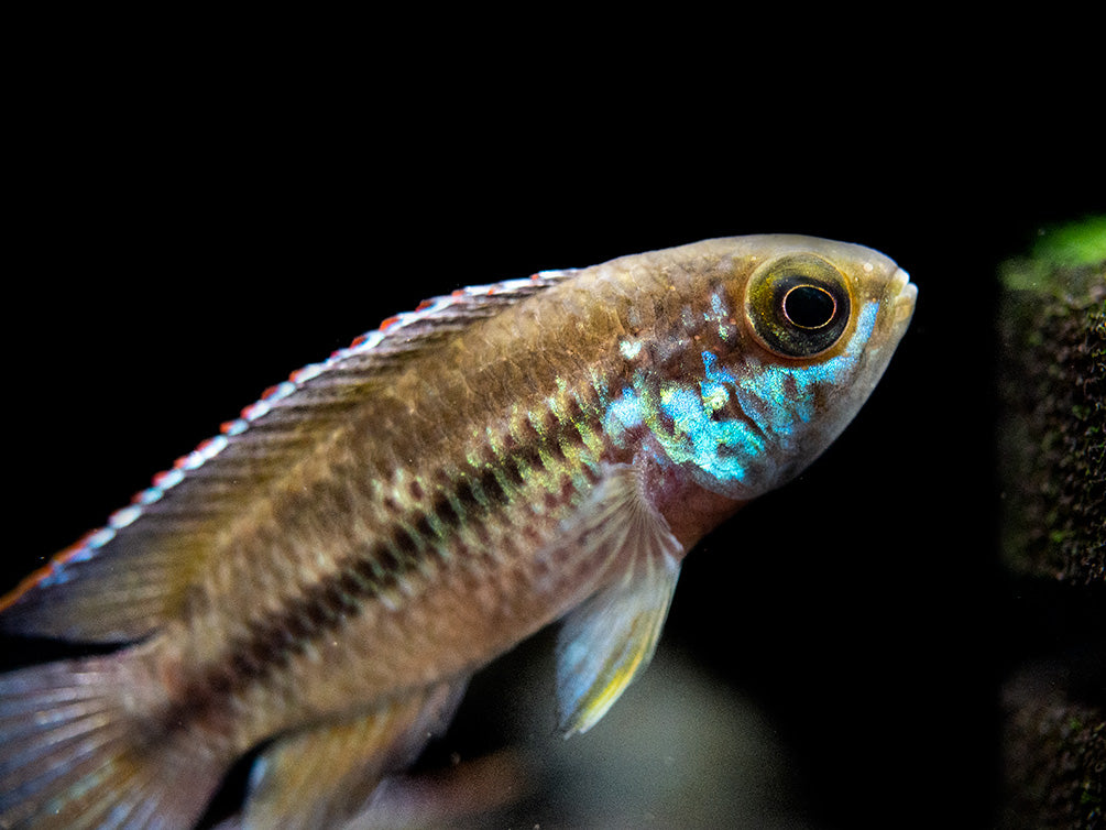 Golden Dwarf Cichlid (Nannacara anomala), USA-Bred!