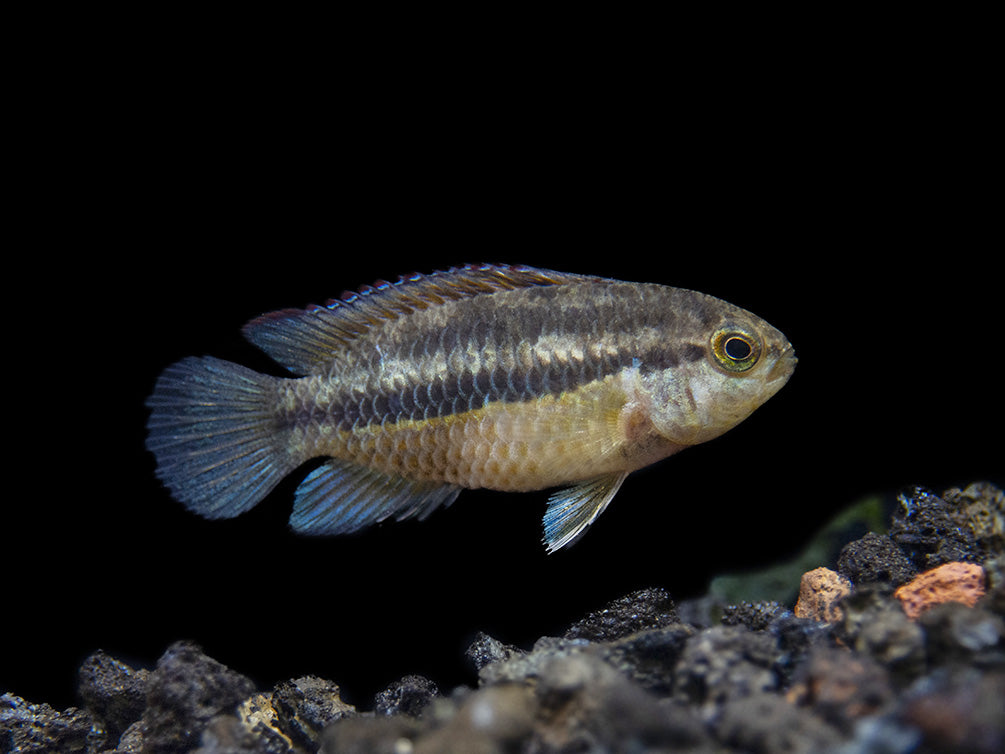 Golden Dwarf Cichlid (Nannacara anomala), USA-Bred!