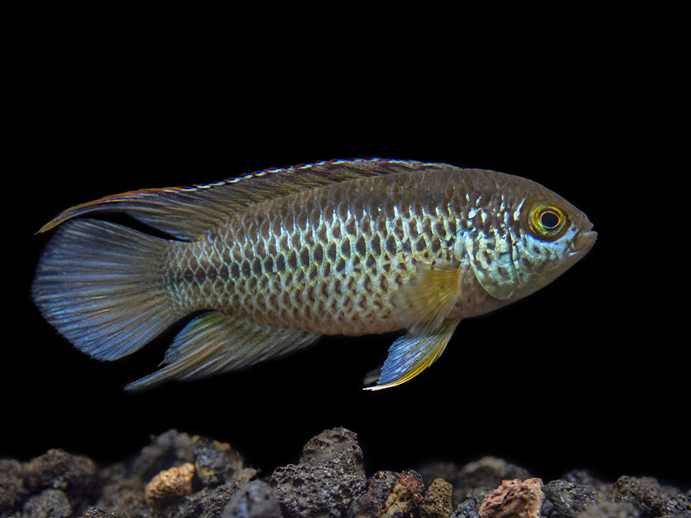 Golden Dwarf Cichlid (Nannacara anomala), USA-Bred!