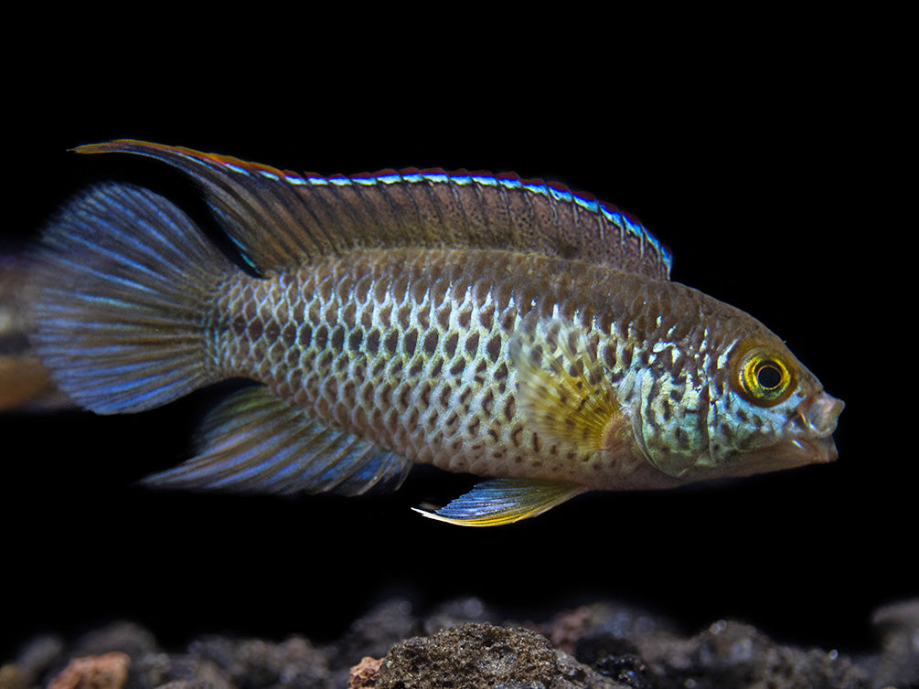 Golden Dwarf Cichlid (Nannacara anomala), USA-Bred!