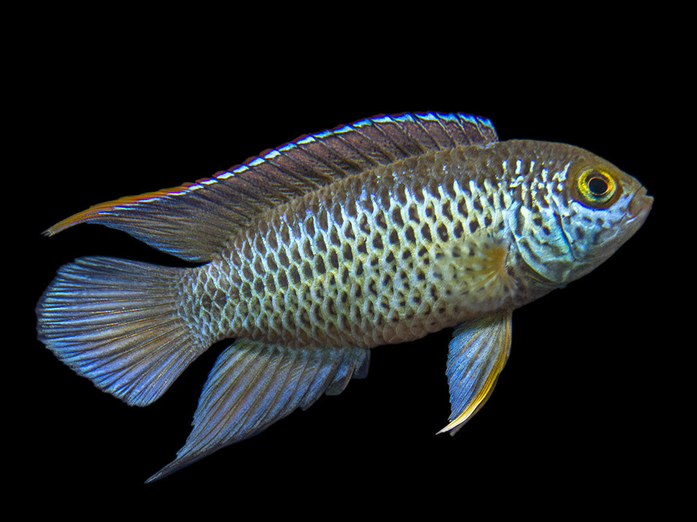 Golden Dwarf Cichlid (Nannacara anomala), USA-Bred!