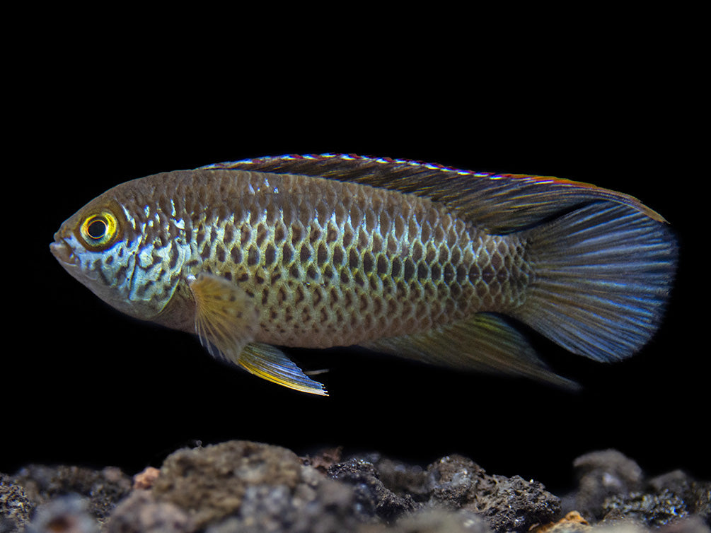 Golden Dwarf Cichlid (Nannacara anomala), USA-Bred!