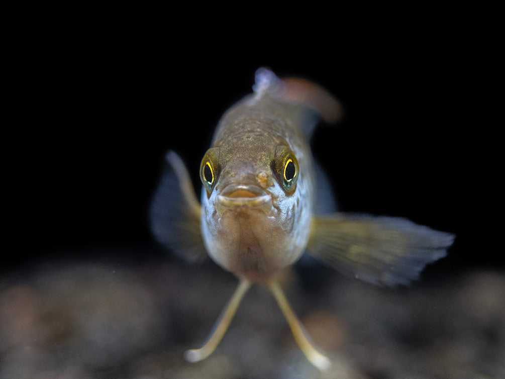 Golden Dwarf Cichlid (Nannacara anomala), USA-Bred!